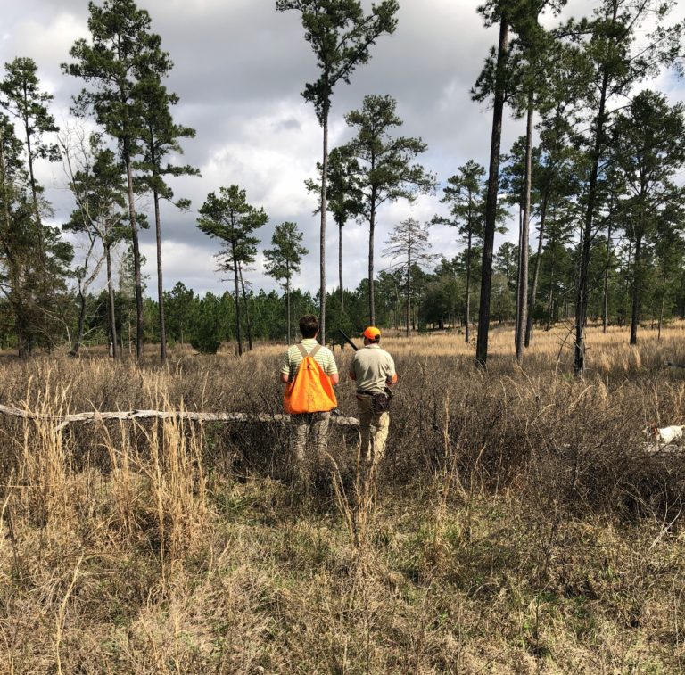 Quail Hunting at Piney Creek Red Clay Soul