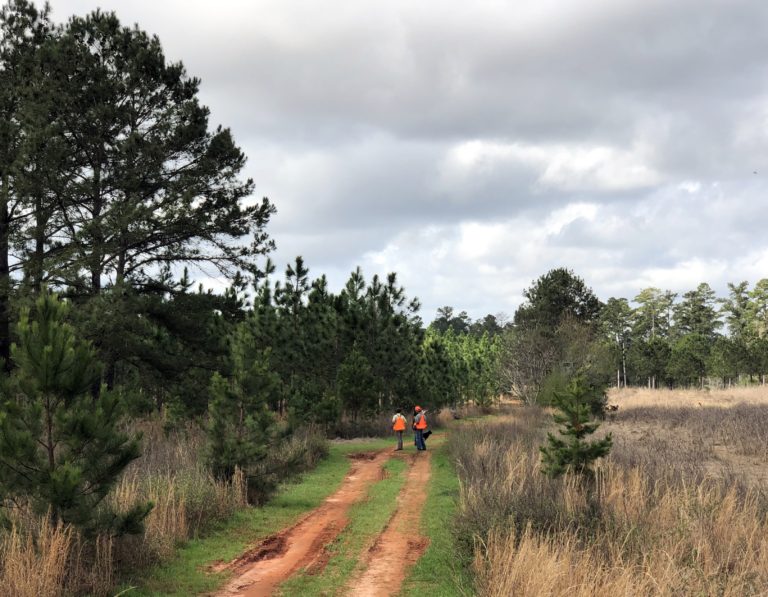 Quail Hunting at Piney Creek Red Clay Soul