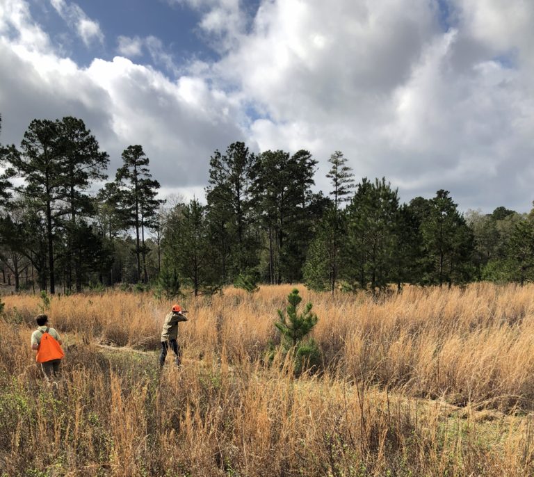 Quail Hunting at Piney Creek Red Clay Soul