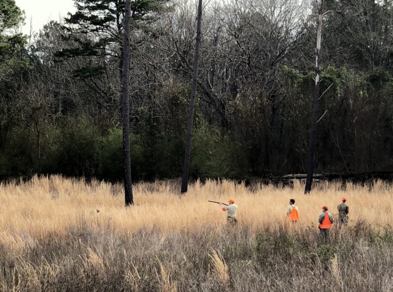 Quail Hunting at Piney Creek Red Clay Soul