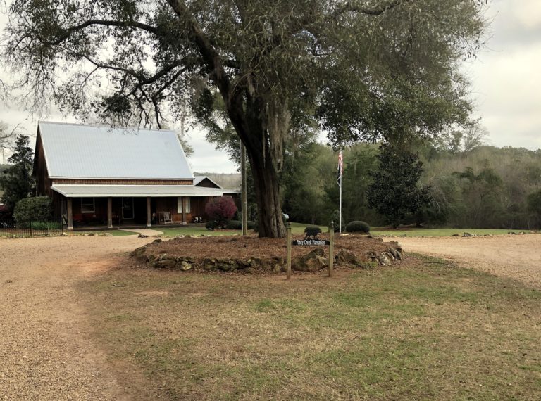 Quail Hunting at Piney Creek Red Clay Soul