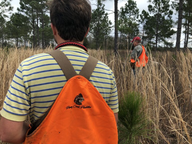 Quail Hunting at Piney Creek Red Clay Soul