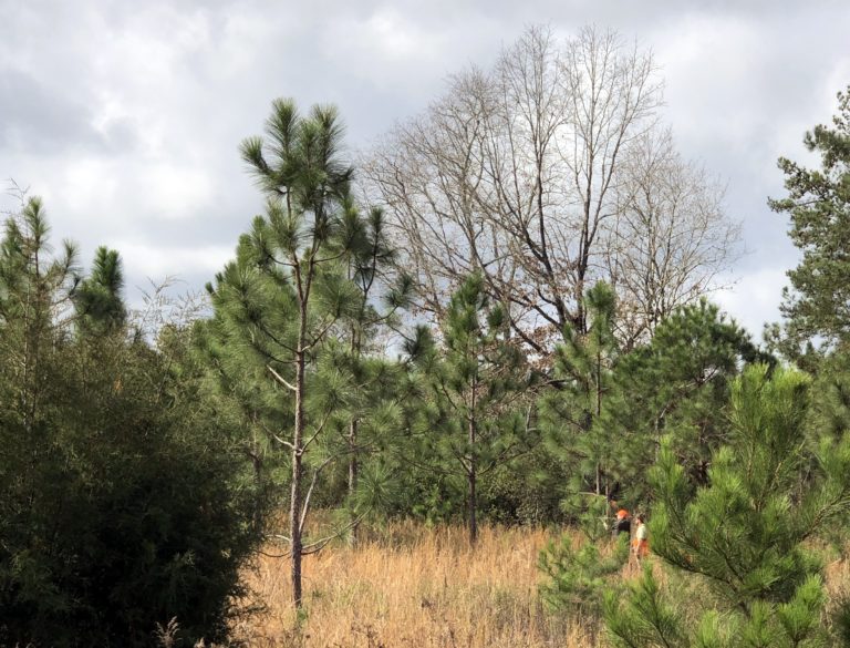 Quail Hunting at Piney Creek Red Clay Soul