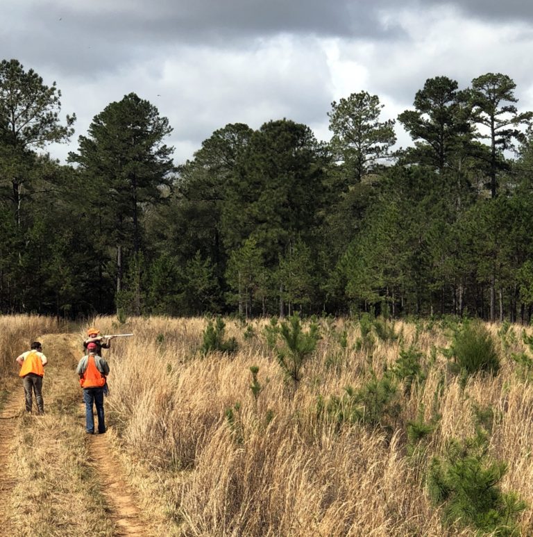 Quail Hunting at Piney Creek Red Clay Soul