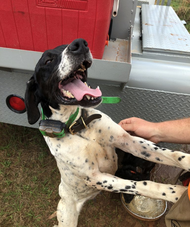Quail Hunting at Piney Creek Red Clay Soul