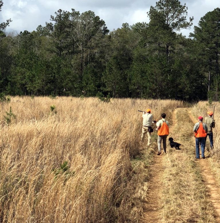 Quail Hunting at Piney Creek Red Clay Soul