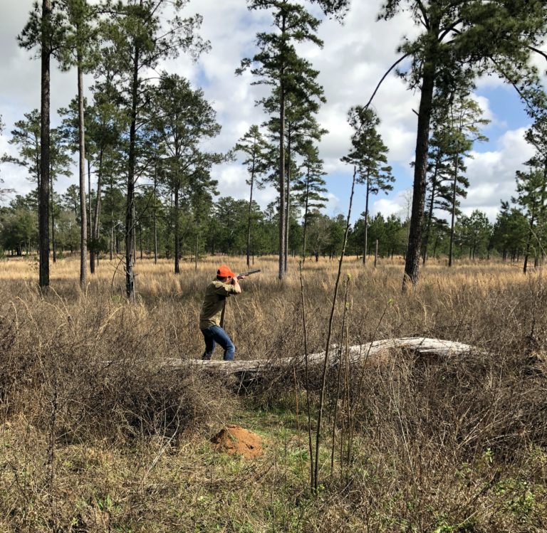 Quail Hunting at Piney Creek Red Clay Soul
