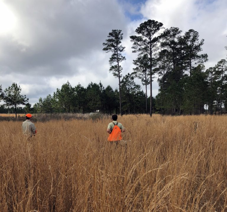 Quail Hunting at Piney Creek Red Clay Soul