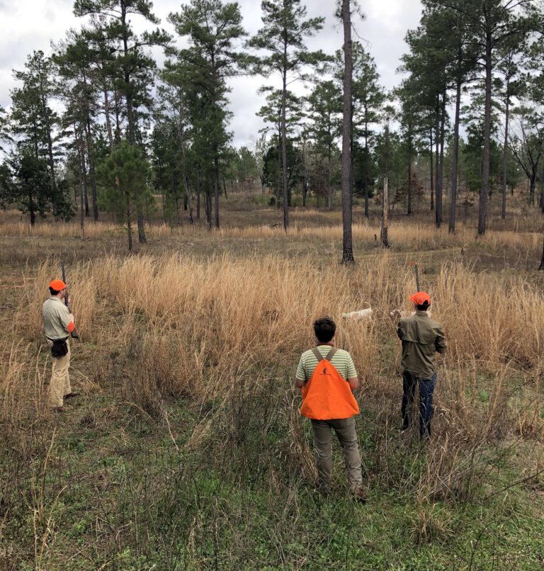 Quail Hunting at Piney Creek Red Clay Soul