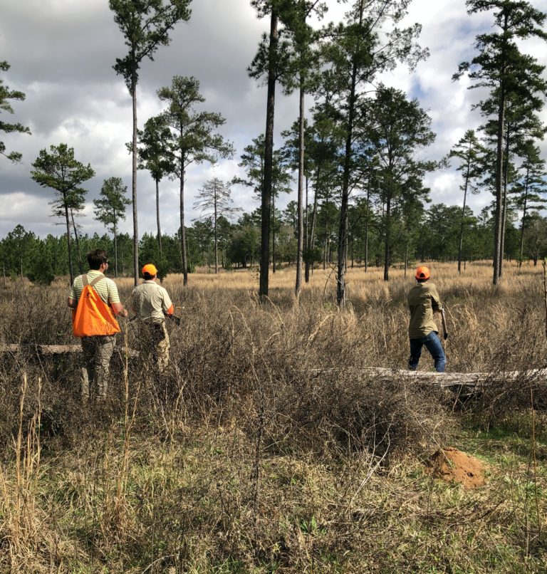 Quail Hunting at Piney Creek Red Clay Soul