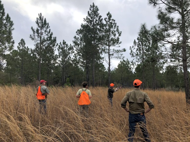Quail Hunting at Piney Creek Red Clay Soul